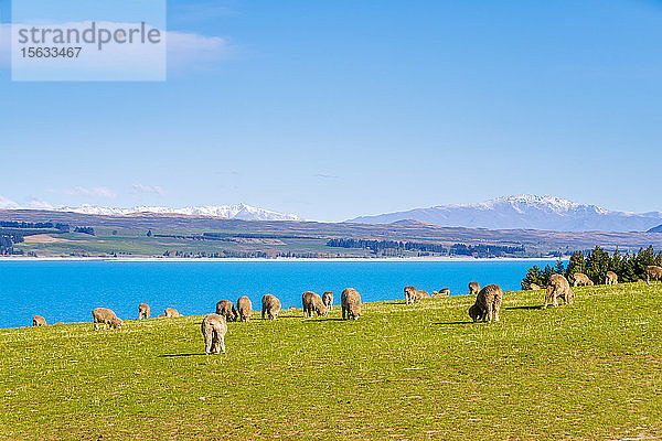 Neuseeland  Südinsel  Merinoschafherde grast vor dem Pukaki-See