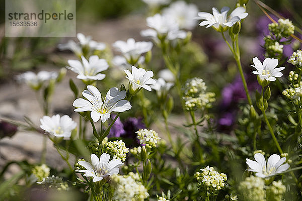 Nahaufnahme der im Freien blühenden Blumen von Polygala alpestris  KitzbÃ¼hel  Tirol  Österreich