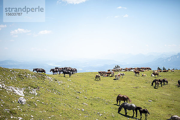 Kühe und Pferde weiden bei Sonnenschein auf der Weide gegen den Himmel