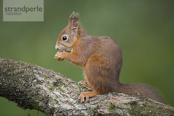 Porträt von essendem roten Eichhörnchen am Baumstamm
