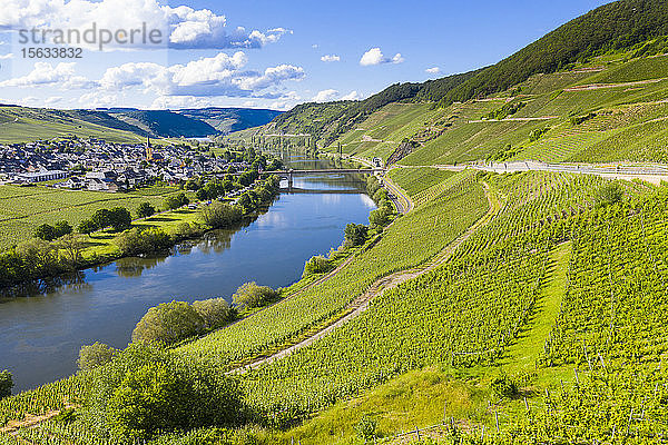 Luftaufnahme der Mosel inmitten des Landes  Trittenheim  Deutschland