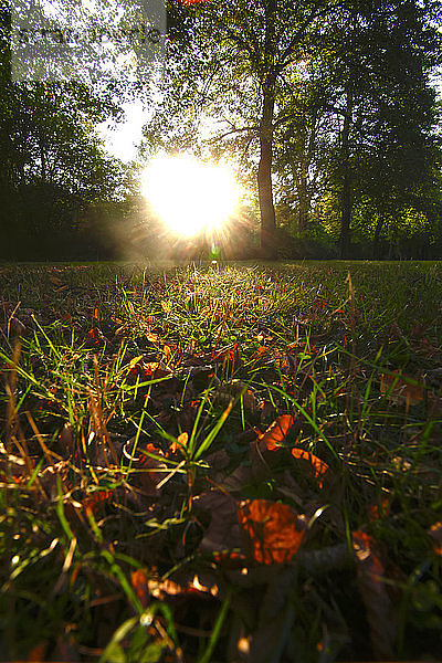Nahaufnahme des Herbstlaubs auf Grasland im Park während des Sonnenuntergangs