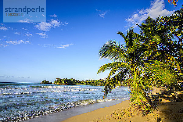 Landschaftliche Ansicht von Palmen am Strand vor blauem Himmel bei sonnigem Wetter