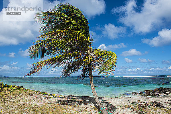 Palme am Strand vor blauem Himmel  St. Kitts und Nevis  Karibik