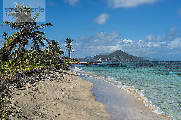 Am Strand wachsende Palmen vor blauem Himmel  St. Kitts und Nevis  Karibik