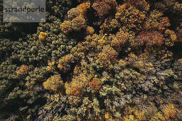 Österreich  Niederösterreich  Luftaufnahme eines farbenprächtigen Herbstwaldes