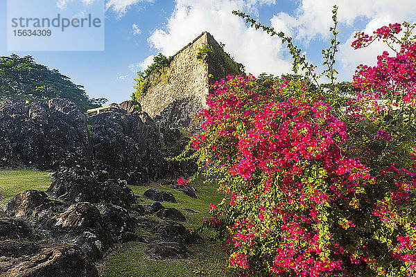 Blumenanbau bei Fort George in Grenada  Karibik