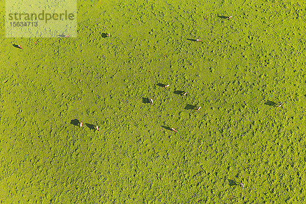 Luftaufnahme von Kühen  die auf Grasland weiden  Peretshofen  Deutschland