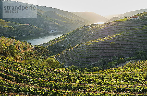 Portugal  Douro-Tal  terrassierter Weinberg mit Blick auf den Douro-Fluss