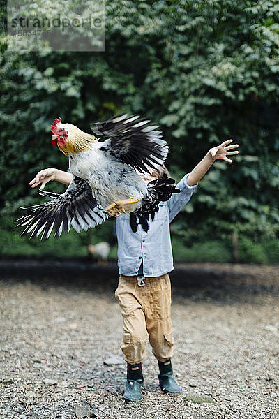 Junge  der auf einem Biobetrieb Hühner freilässt