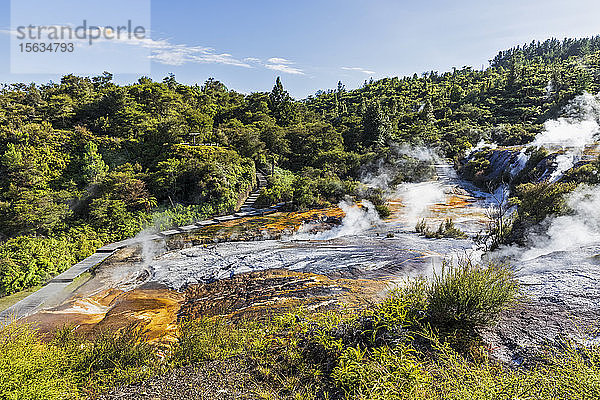 Kaskadenterrasse  Algen und Terrassen mit heißen Quellen und Smaragd-Terrasse  Orakei Korako Geothermal Park  Taupo-Vulkanzone  Nordinsel  Neuseeland