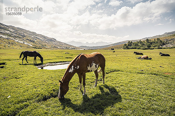 Pferde auf einem Hochplateau bei Lad de Nino  Albertacce  Korsika  Frankreich