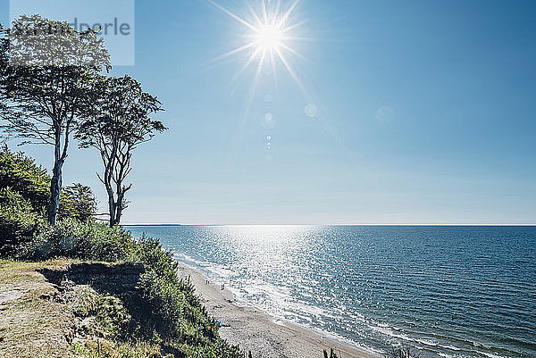 Bäume wachsen an der Küste am Meer gegen den Himmel an einem sonnigen Tag  Polen
