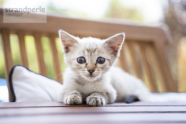 Nahaufnahme-Porträt eines süßen Kätzchens  das auf einem Tisch sitzt