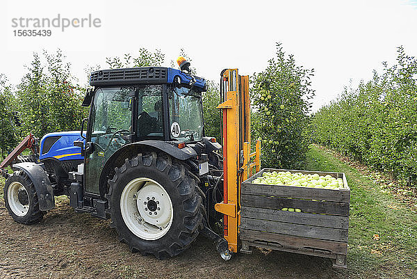 Traktor mit Kisten mit geernteten Äpfeln auf einer Obstplantage
