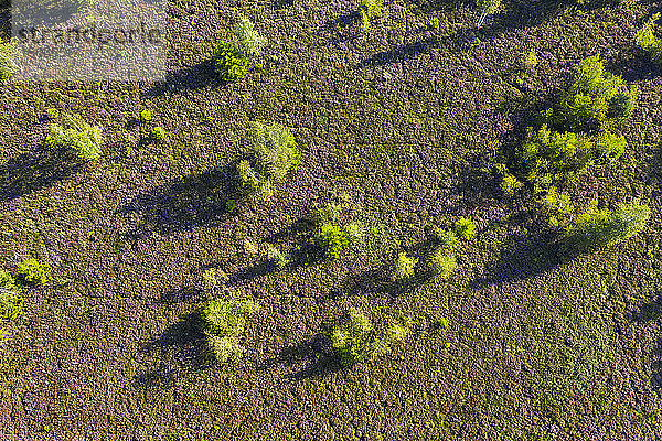 Luftaufnahme von Bäumen auf Waldland  Dietramszell  Deutschland