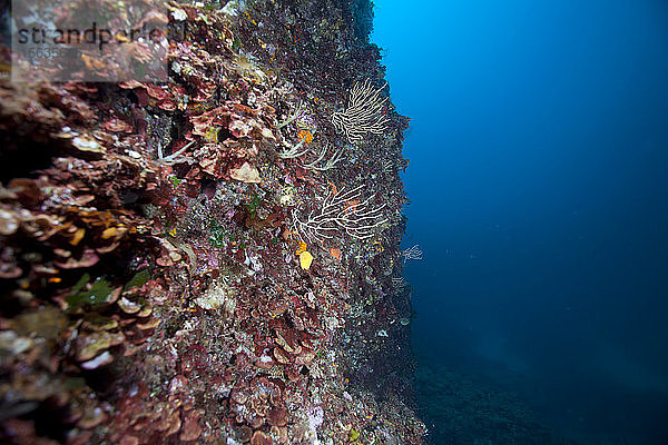 Unterwasser-Riff mit kleinen Gorgonien im Meer  Sagone  Korsika  Frankreich