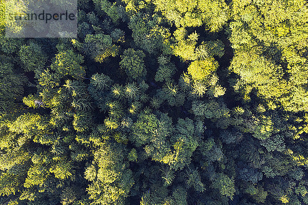 Deutschland  Oberbayern  Icking  Luftaufnahme eines grünen Nadelwaldes