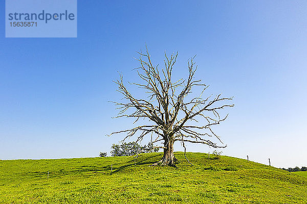 Toter Baum auf Grasland vor klarem blauen Himmel bei sonnigem Wetter  Schädlich  Deutschland