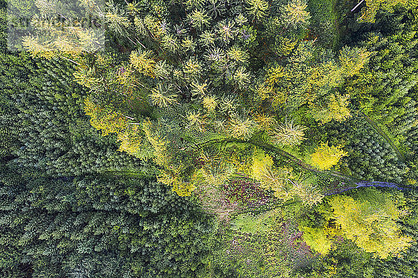 Luftaufnahme eines Waldes mit Wiederaufforstung bei Dietramszell  TÃ¶lzer Land  Oberbayern  Bayern  Deutschland