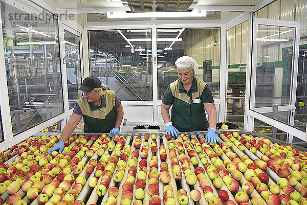 Arbeiterinnen kontrollieren Äpfel auf Förderband in Apfelsaftfabrik