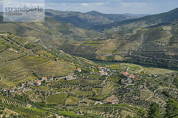 Portugal  Douro-Tal  terrassierter Weinberg mit Blick auf das Dorf und den Fluss Douro