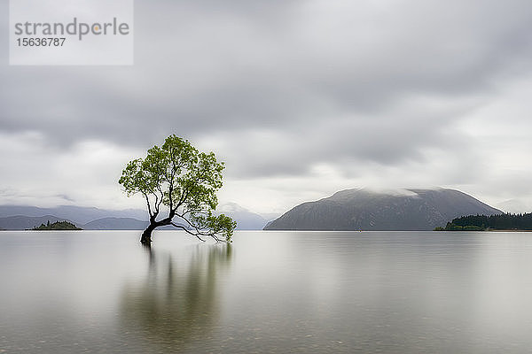 Einsamer Baum des Wanaka-Sees vor bewölktem Himmel  Südinsel  Neuseeland