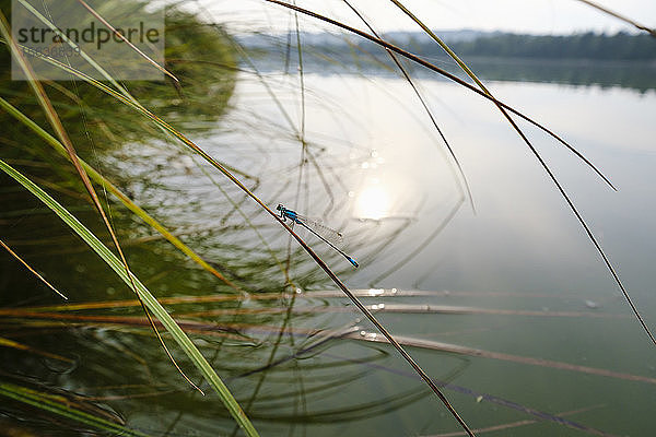 Deutschland  Bayern  Oberbayern  Naturschutzgebiet Isarauen  Ickinger-Stausee  Blauschwanzjungfer (Ischnura elegans) auf Gras am Seeufer