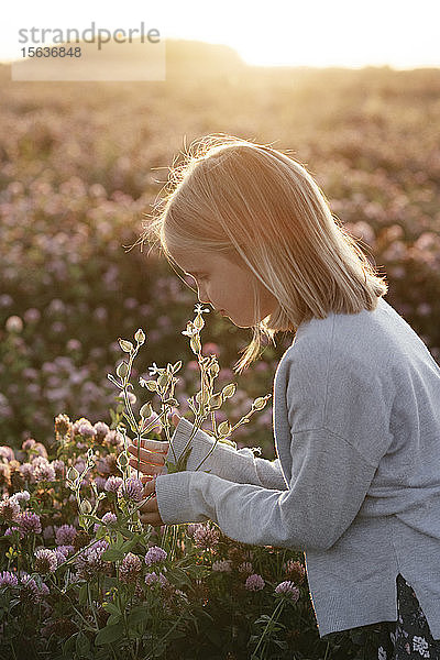 Mädchen riecht Blumen in einem Kleefeld