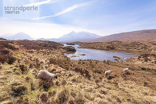 Schafe auf dem Land mit dem Cuillin-Gebirge im Hintergrund auf der Isle of Skye  Highlands  Schottland  Großbritannien