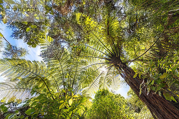 Niedrigwinkelansicht der Bäume am Abel Tasman Coastal Track  Südinsel  Neuseeland