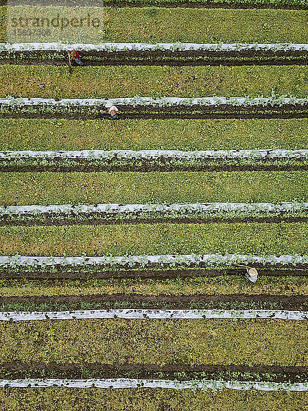 Luftaufnahme von Arbeitern auf dem Bauernhof  Bali  Indonesien