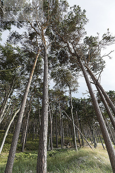 Niedrigwinkelansicht von Bäumen  die im Darßwald wachsen  Deutschland