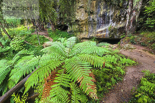 Farne wachsen am Eingang der Waipu-Höhlen im Wald  Neuseeland