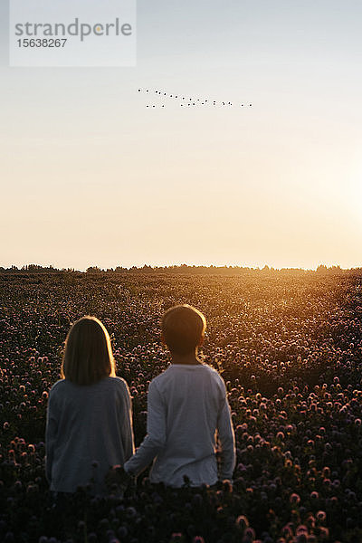 Zwei Kinder stehen auf einem Kleefeld und beobachten Vögel im Sonnenuntergang