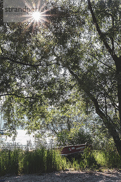 Boot am Lago Maggiore bei strahlendem Sonnenschein an Bäumen festgemacht  Ispra  Italien