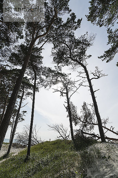 Niedrigwinkelansicht von Bäumen  die am Strand im Wald von Darss wachsen  Deutschland