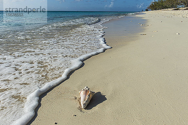 Muschel am Strand von Norman Saunders  Grand Turk  Turks- und Caicos-Inseln