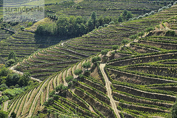 Portugal  Douro  Douro-Tal  Luftaufnahme der Weinberge auf dem HügelÂ
