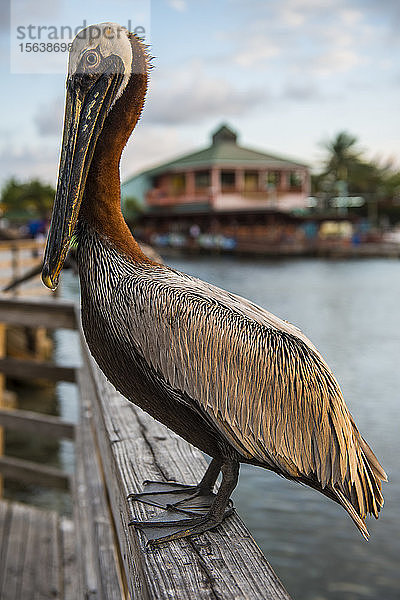 Nahaufnahme eines Pelikans  der auf einer Reling im Hafen von Ponce  Puerto Rico  Karibik  sitzt