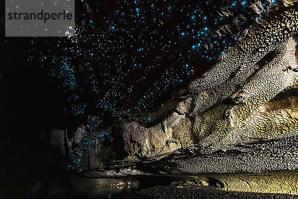 Niedrigwinkelansicht der beleuchteten Arachnocampa luminosa in der Höhle von Waipu  Neuseeland