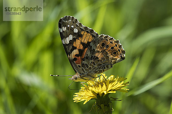 Ein Distelfalter (Vanessa cardui) sucht Nektar aus einer Löwenzahnblüte im Cape Disappointment State Park; Ilwaco  Washington  Vereinigte Staaten von Amerika