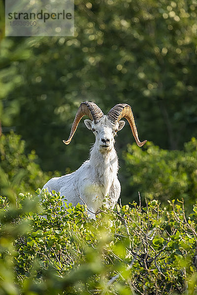 Dallschaf-Widder (Ovis dalli) im Gebiet Windy Point in den Chugach Mountains  Süd-Zentral-Alaska südlich von Anchorage; Alaska  Vereinigte Staaten von Amerika