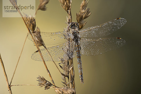 Eine Bunte Wiesenhaubenlibelle (Sympetrum) trocknet an einem Sommermorgen den Tau von ihren Flügeln; Astoria  Oregon  Vereinigte Staaten von Amerika