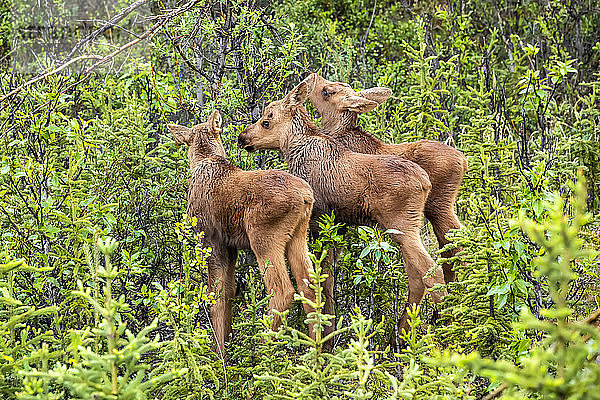 Seltene Drillings-Elchkälber (Alces alces) beim gemeinsamen Fressen im Gebüsch in der Nähe einer Elchkuh  Denali National Park and Preserve; Alaska  Vereinigte Staaten von Amerika