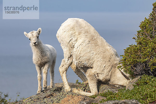 Dallschaf (Ovis dalli) in der Gegend von Windy Point in der Nähe des Seward Highway südlich von Anchorage in Süd-Zentral-Alaska. Das Mutterschaf ist auf der Suche nach guter Nahrung. Im Hintergrund ist das Meereswasser des Turnagain Arm zu sehen; Alaska  Vereinigte Staaten von Amerika