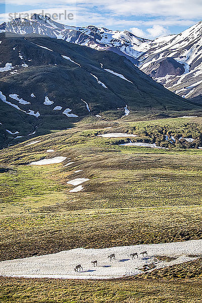 Eine Gruppe von Karibus (Rangifer tarandus) durchquert ein Schneefeld im Park. Karibus halten sich oft in der Nähe des Schnees auf oder legen sich auf den Schnee  um die Fliegen  die ihnen folgen  zu vermindern  und graben sich oft ein und nisten in ihren Verstecken. Inneres Alaska  Denali National Park and Preserve; Alaska  Vereinigte Staaten von Amerika