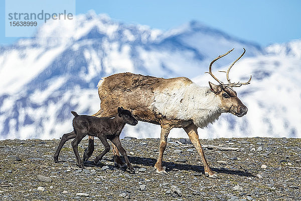 Eine Rentierkuh (Rangifer tarandus) mit ihrem neuen Kalb  das Kalb bleibt ganz nah bei der schützenden Kuh  Alaska Wildlife Conservation Center; Portage  Alaska  Vereinigte Staaten von Amerika