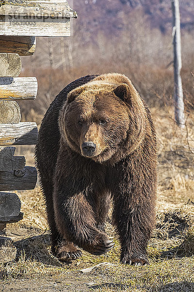 Braunbärenschwein (Ursus arctos)  das an einer alten Blockhütte vorbeiläuft  Alaska Wildlife Conservation Center; Portage  Alaska  Vereinigte Staaten von Amerika