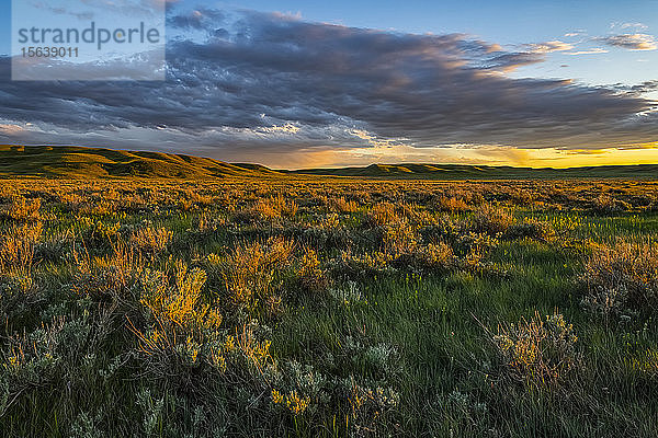 Weite Landschaft des Grasslands National Park bei Sonnenuntergang; Saskatchewan  Kanada